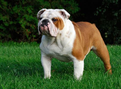 Bulldog .